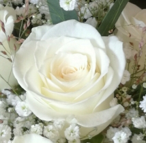 Wedding Collections