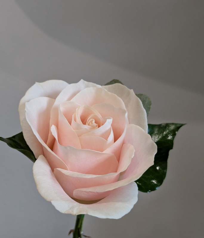 Elegant Blush Rose bridal collection